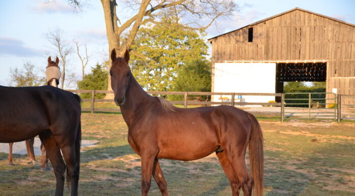 A chestnut Saddlebred gelding