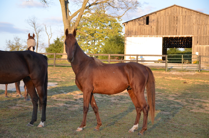 A chestnut Saddlebred gelding