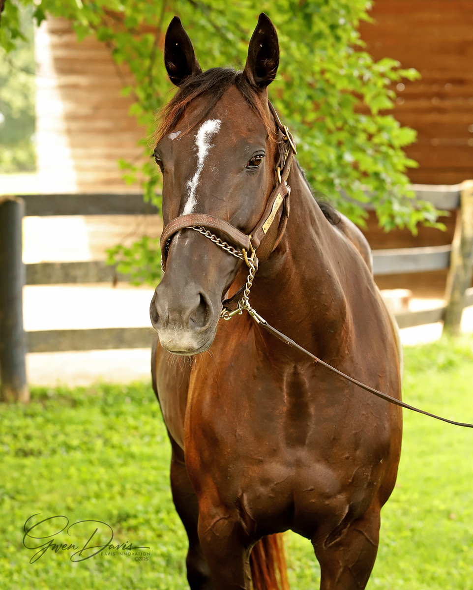 A headshot of a Thoroughbred mare.