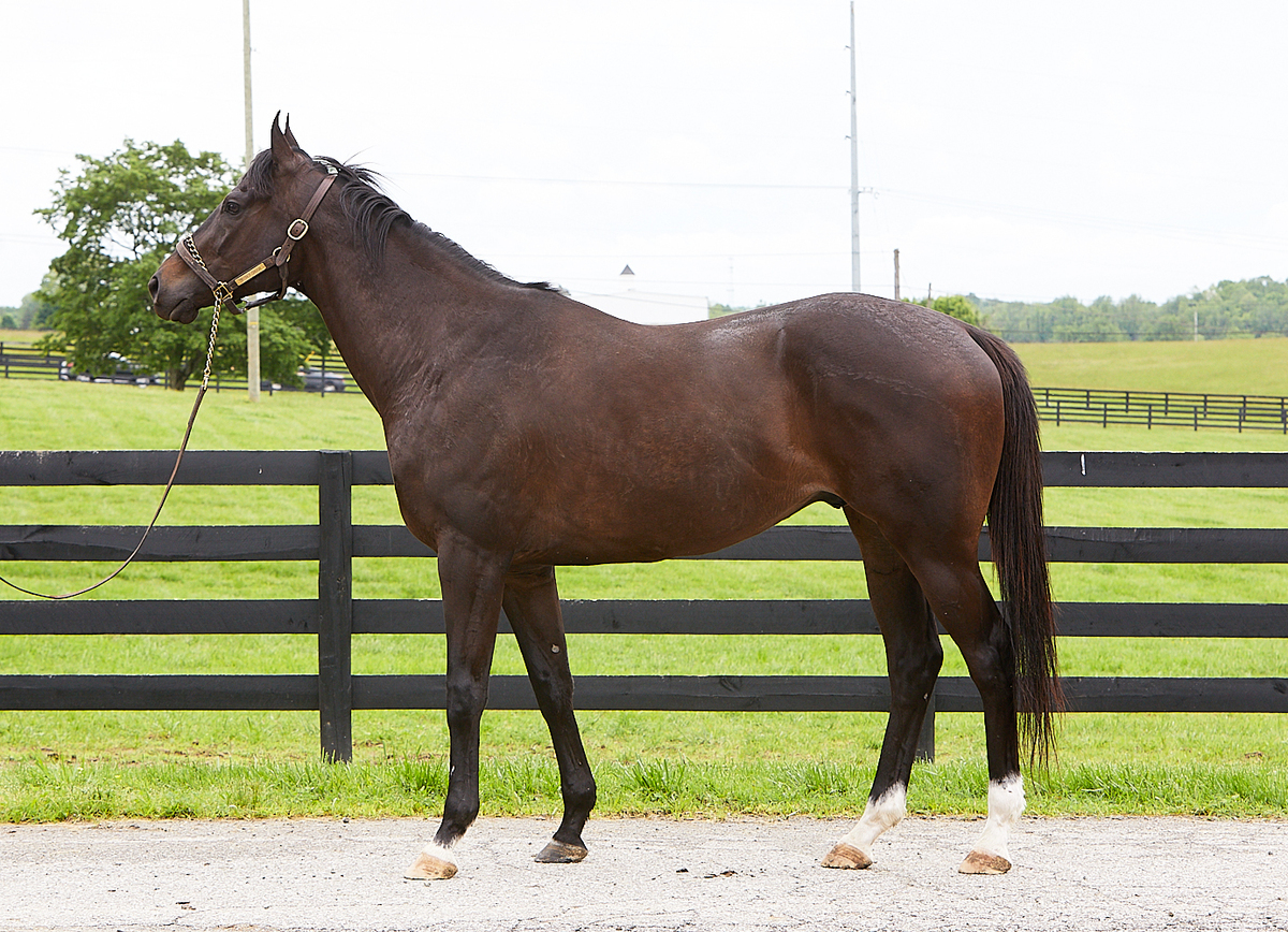 Conformation photo of a bay Thoroughbred.