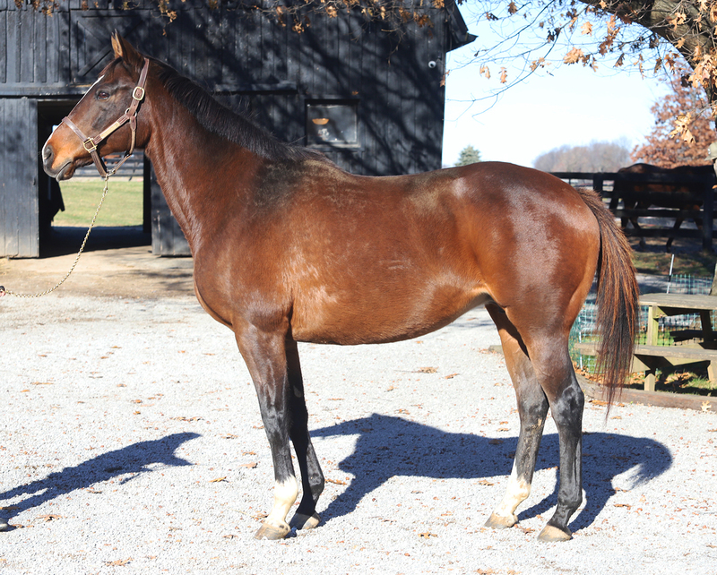 A conformation shot of the mare up for adoption
