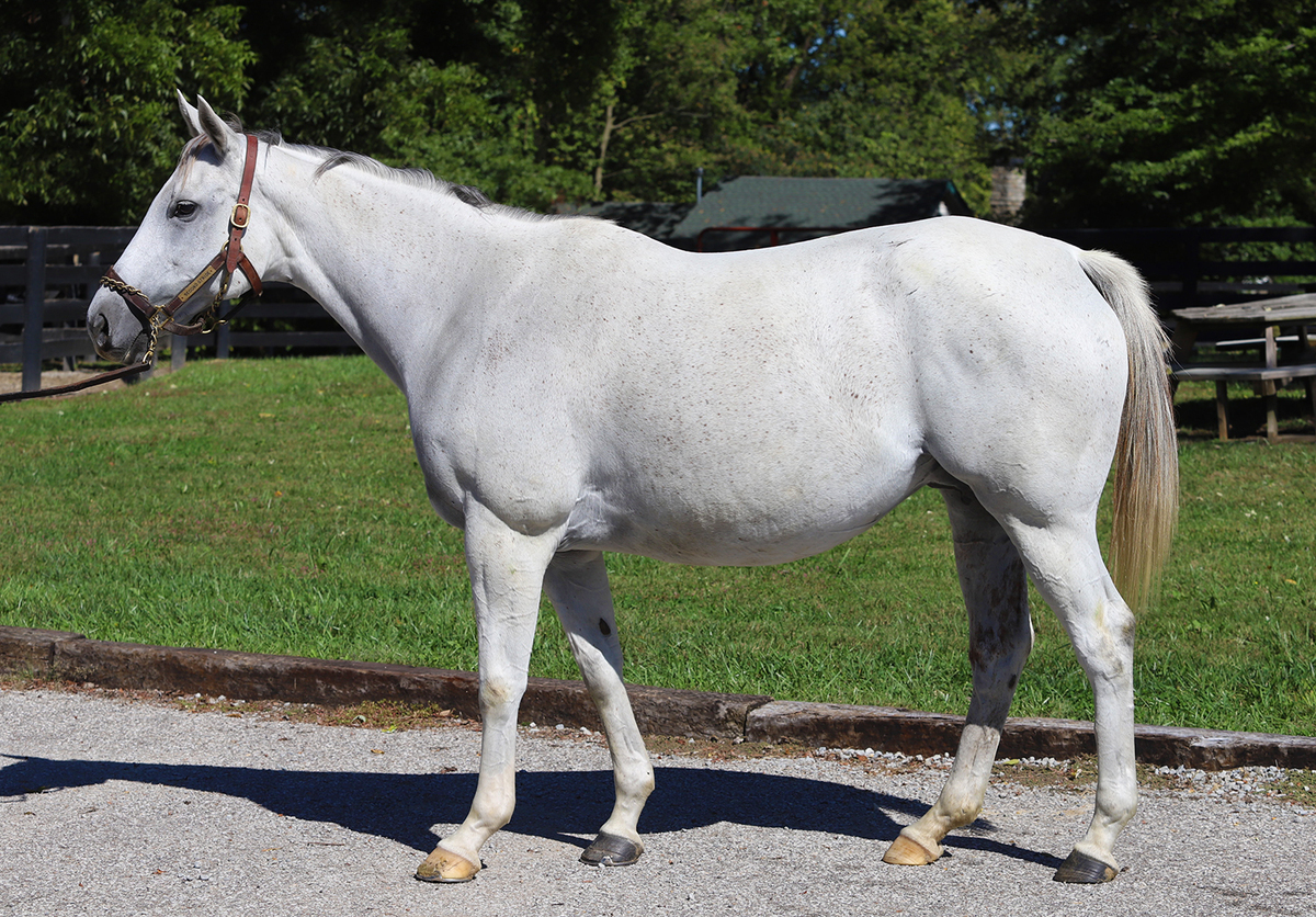A gray Thoroughbred mare.