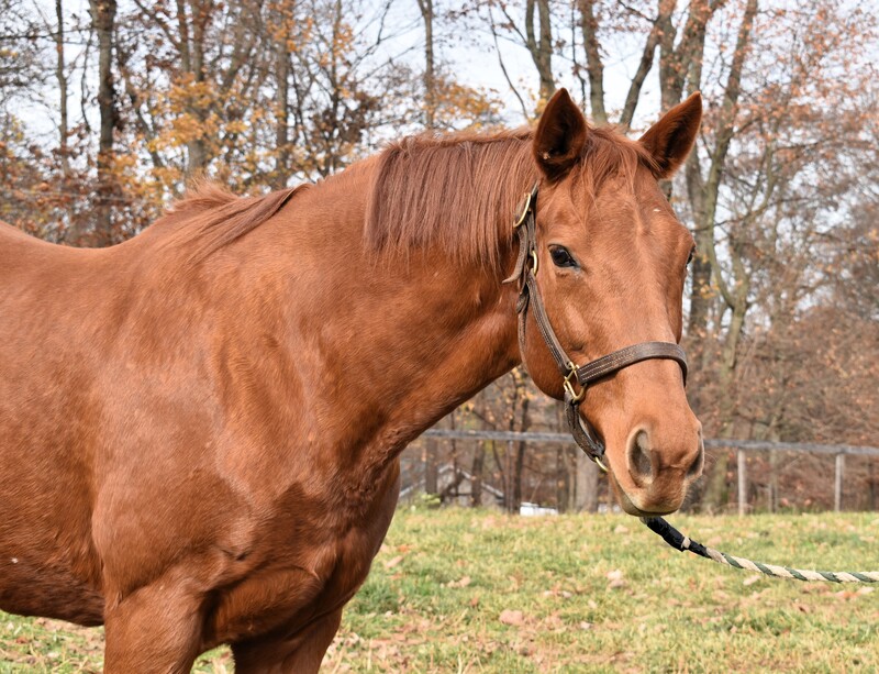 A chestnut Thoroughbred gelding