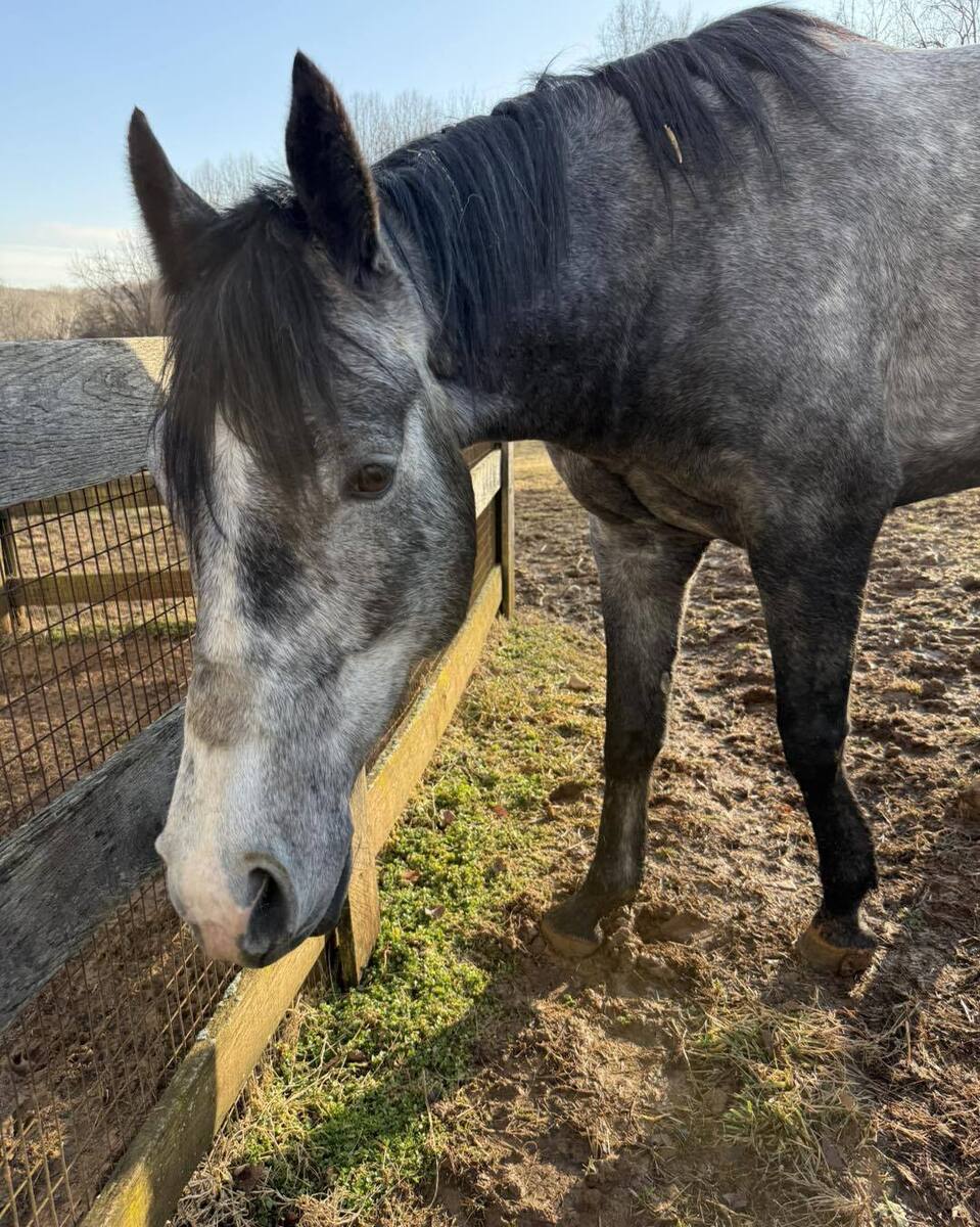 A gray gelding.