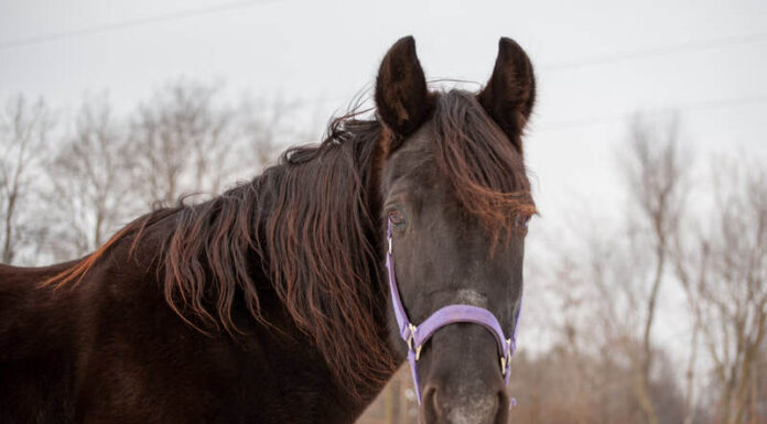 adoptable horse trooper