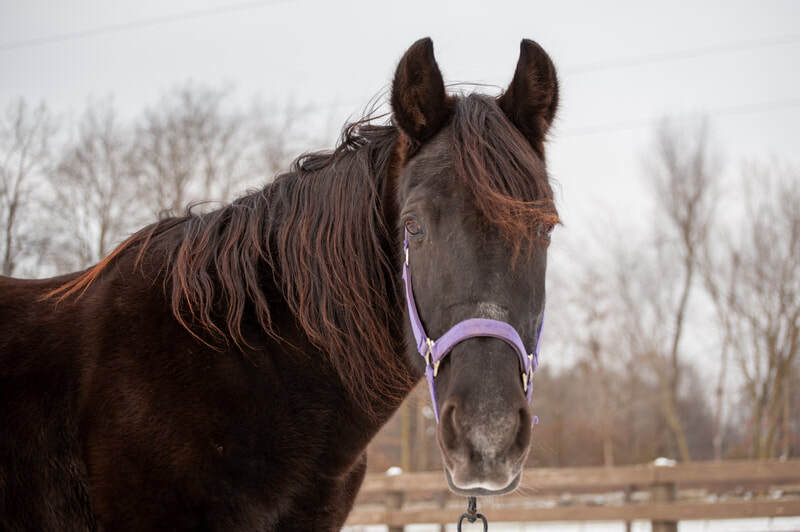 A black Tennessee Walking Horse gelding