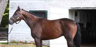 A conformation photo of a bay gelding