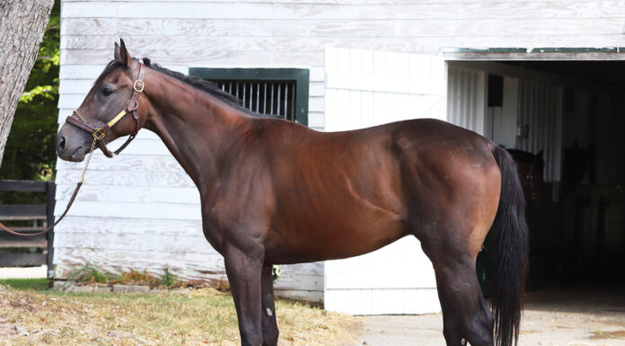 A conformation photo of a bay gelding