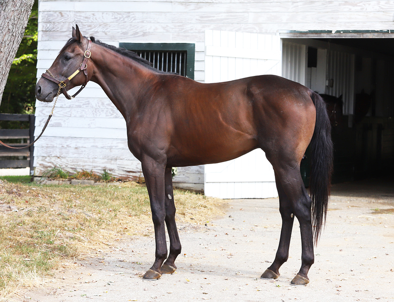 A conformation photo of a bay gelding