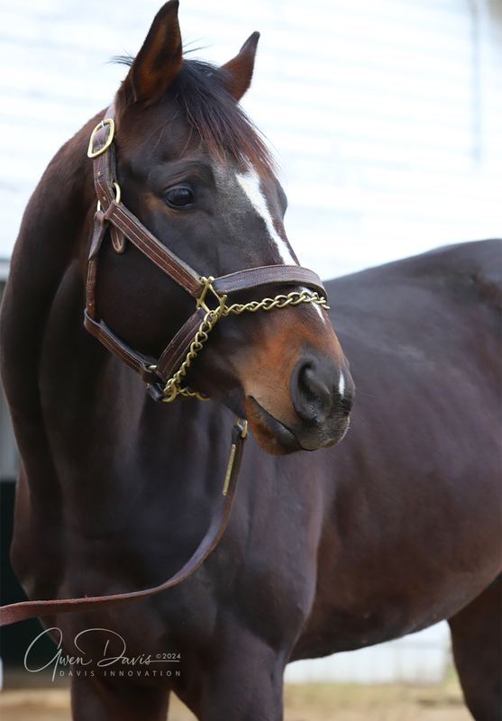 A headshot of a Thoroughbred gelding