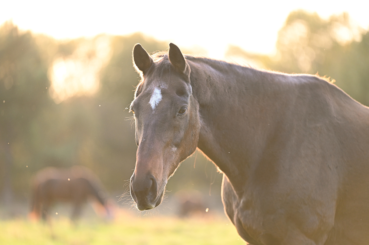 A headshot of a bay gelding at golden hour.
