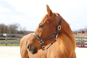 ASPCA Right Horse Adoptable Horse of the Week: Yumi