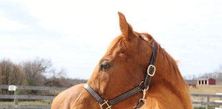 Adoptable horse Yumi