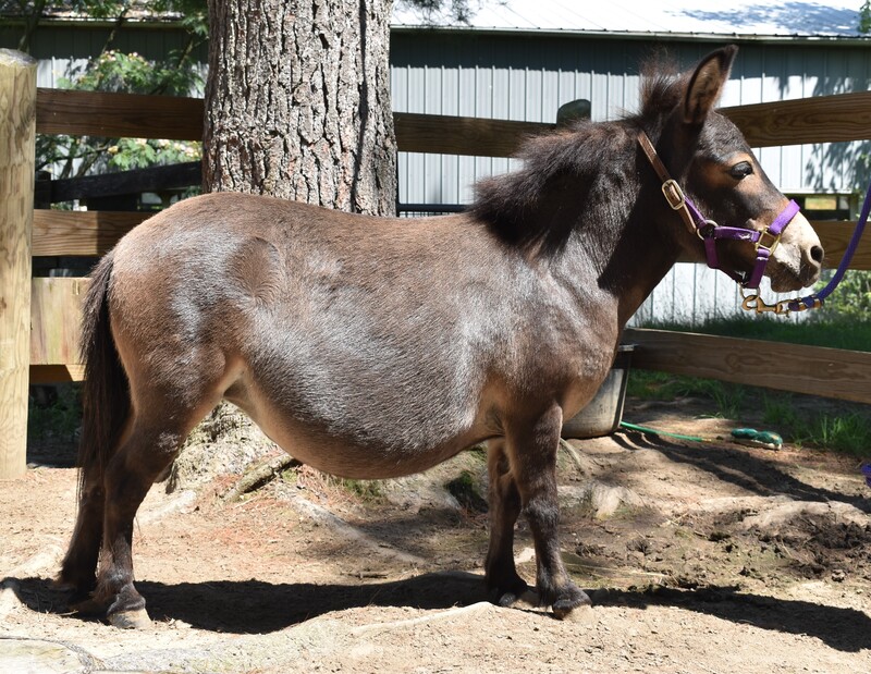 A miniature mule