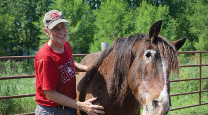 Gypsy was a hard-to-adopt horse because she is blind (shown missing eye), but was adopted by volunteer Patrick (petting and smiling her here)