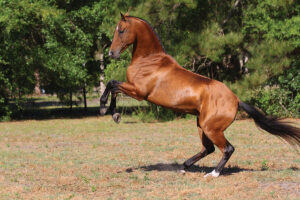 The Beautiful Akhal-Teke