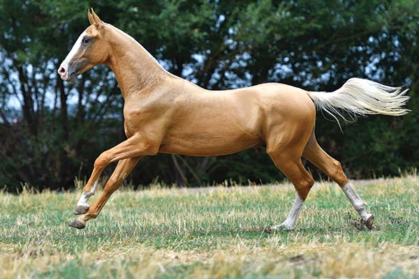 A galloping palomino Akhal-Teke horse