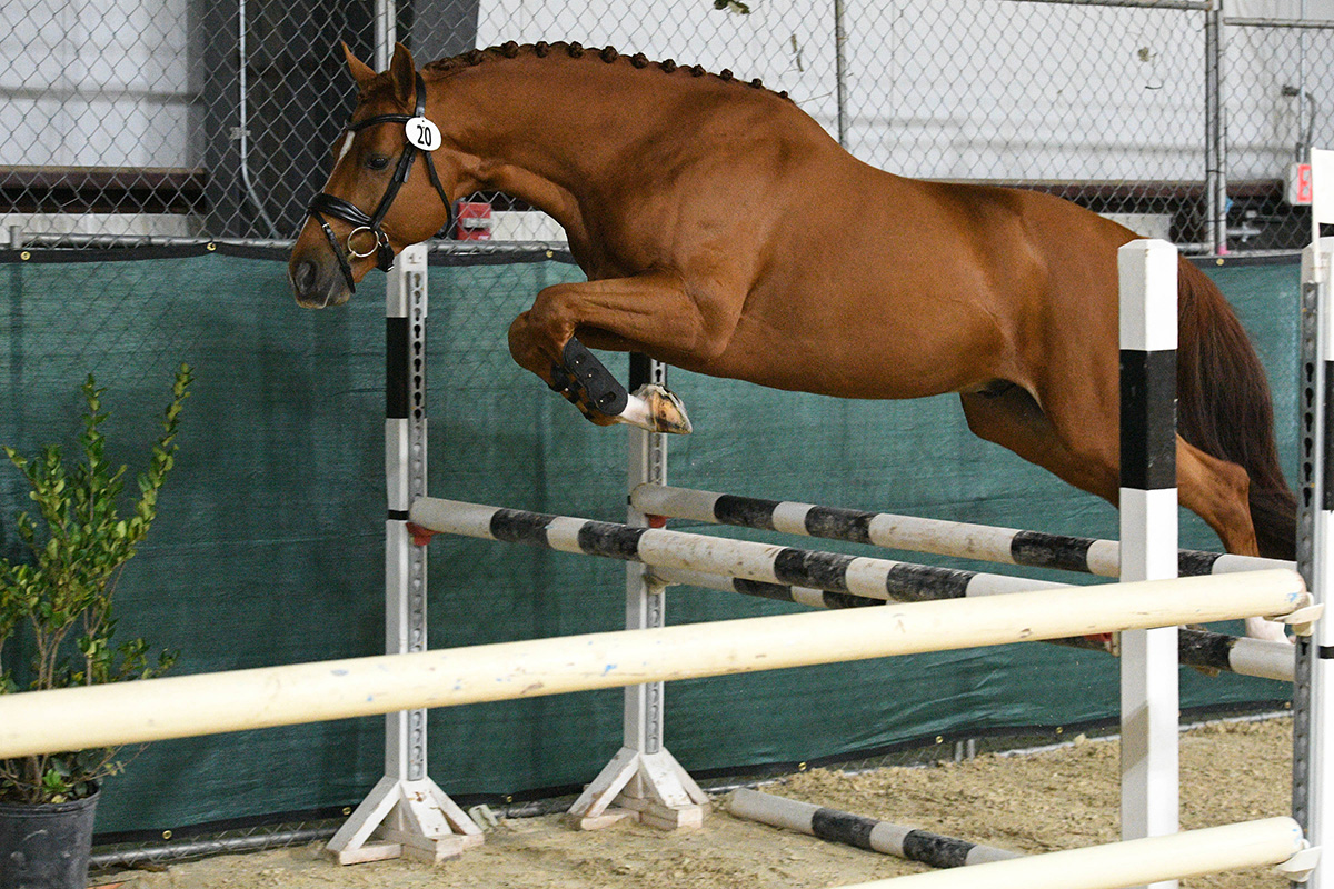A horse free jumping