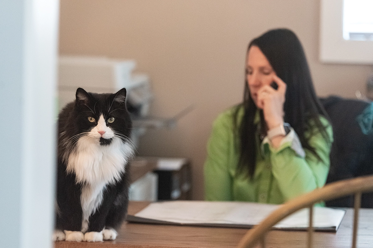The entrepreneur's cat assists her at her desk.