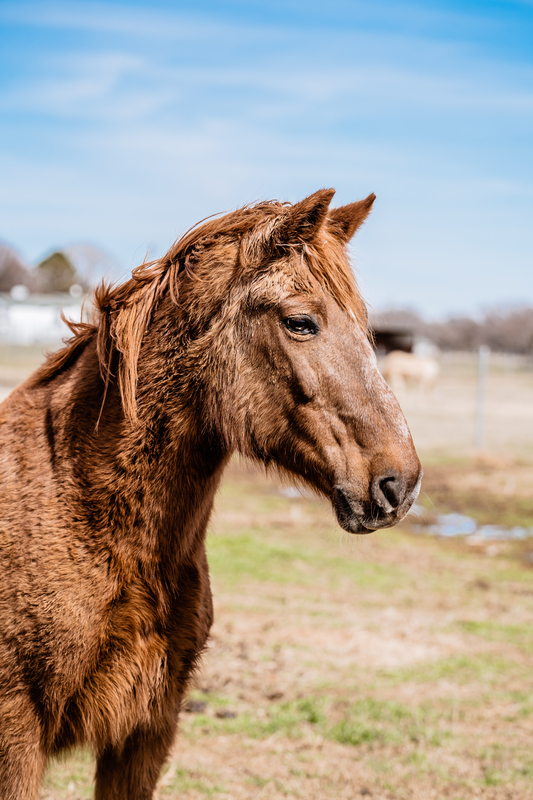 A Mustang gelding up for adoption
