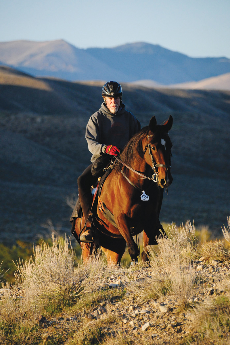 Arabian horse