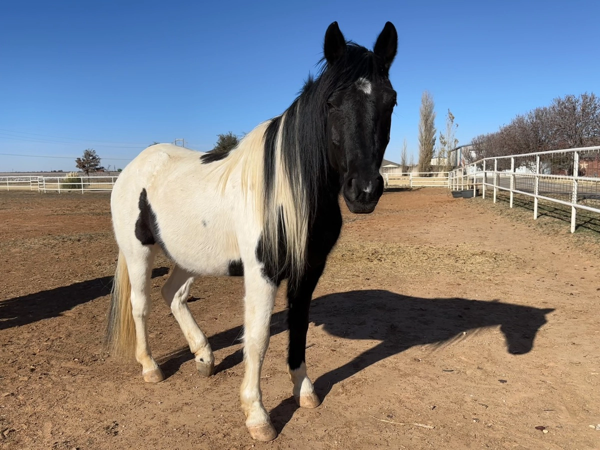 A Gypsy Vanner cross horse, Jake.