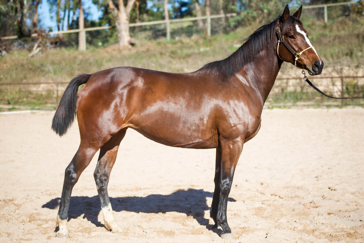 Sweetheart, one of the featured adoptable horses in Barn Banter episode 37.