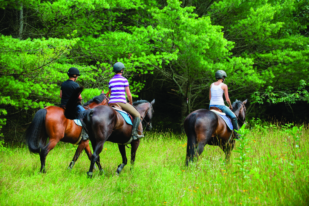 boarding your horse