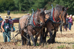 Breed Profile: European Brabant