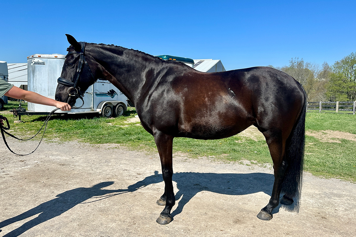 Busy background of horse conformation photo