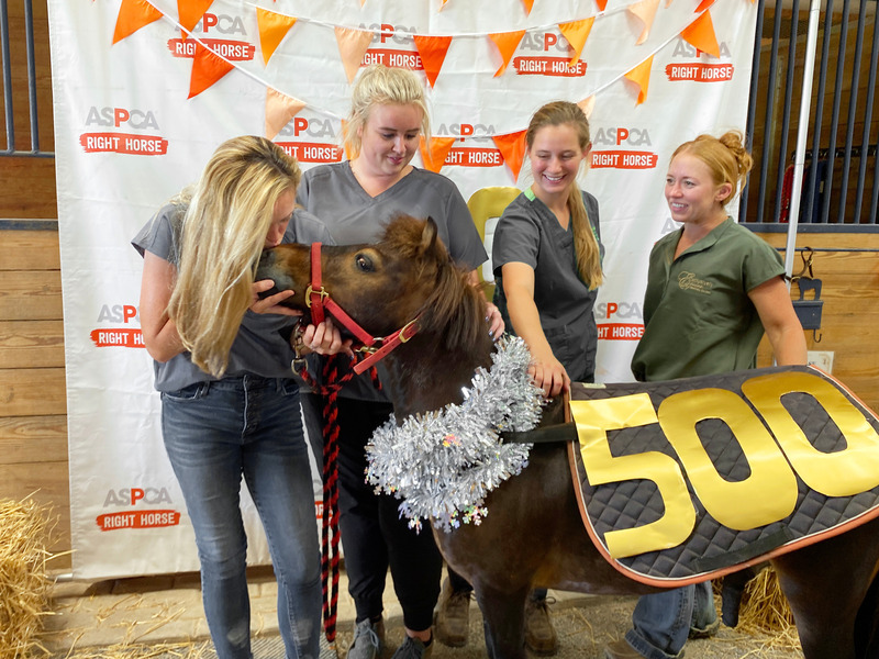 Celebration at the ASPCA Equine Transition and Adoption Center