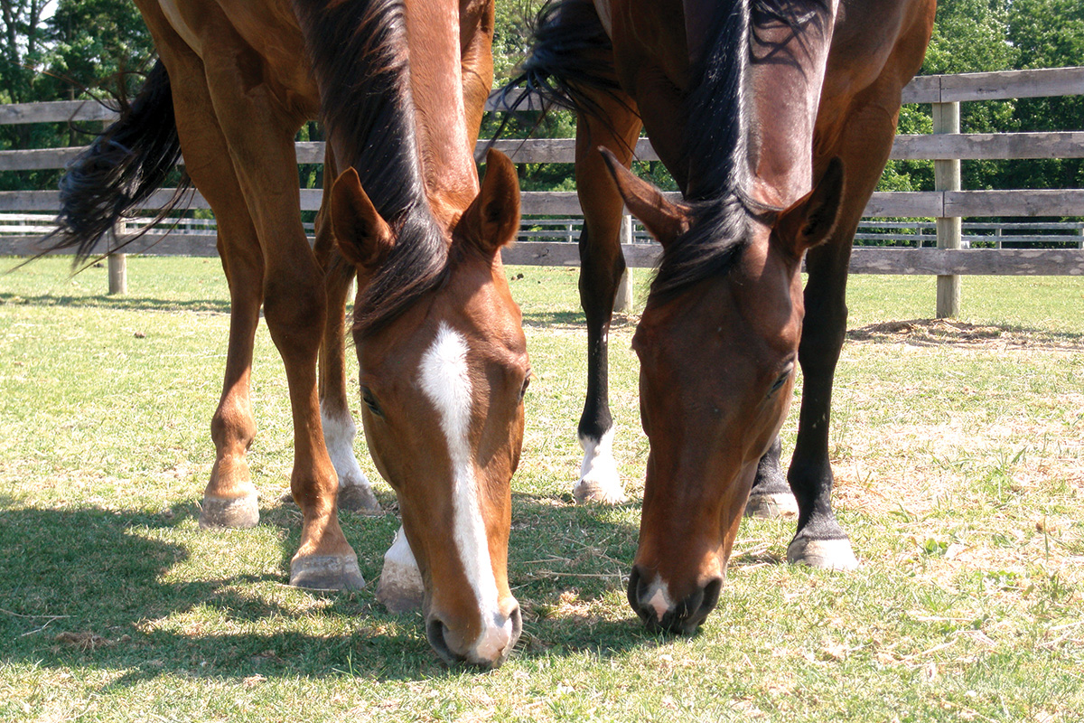 Two mares graze together