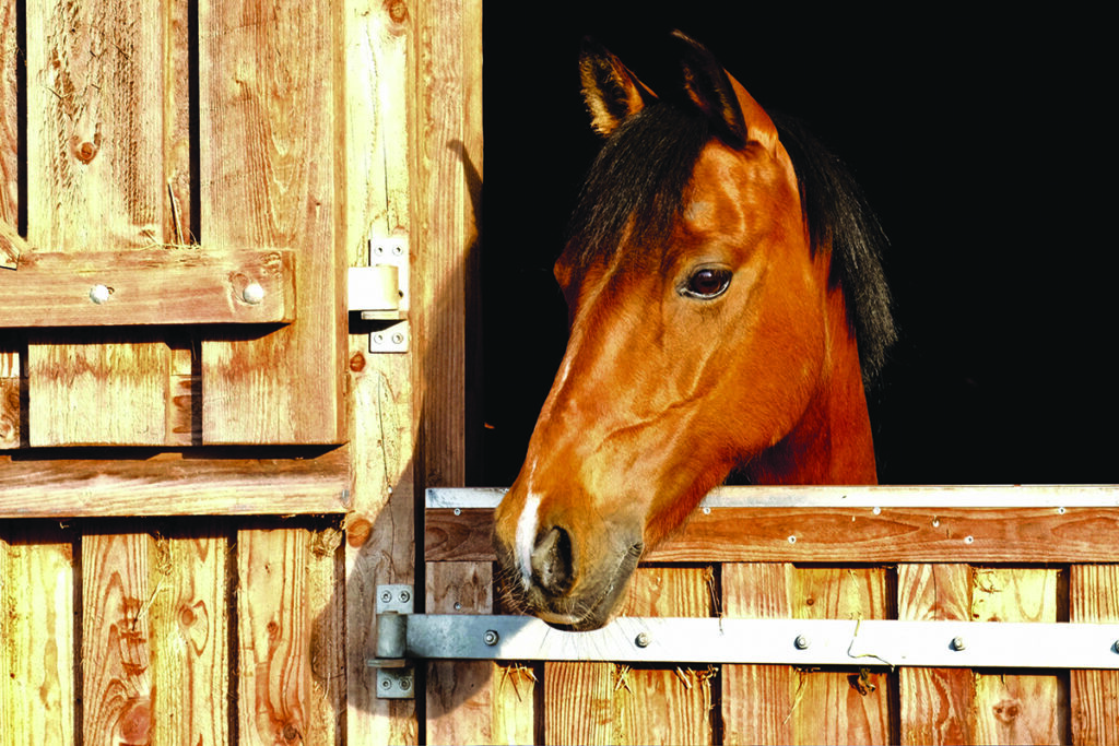 equine impaction colic