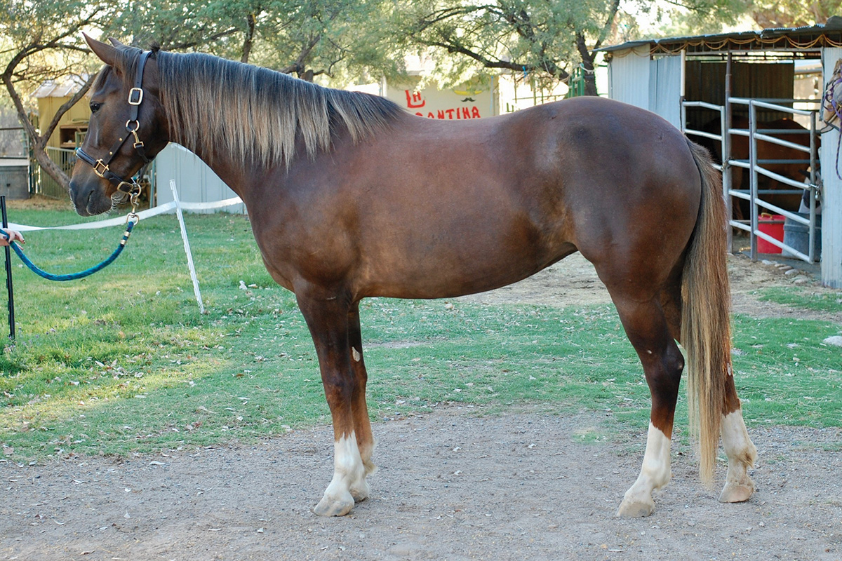 HER, How the Appaloosa escaped extinction