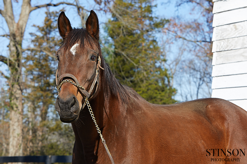 A headshot of a bay Thoroughbred mare