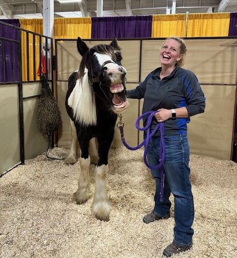 A young Gypsy Vanner and his owner share a "laugh."
