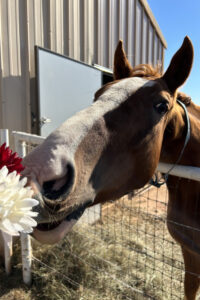 A horse sniffs flowers