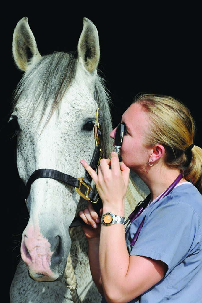 equine eye ulcer