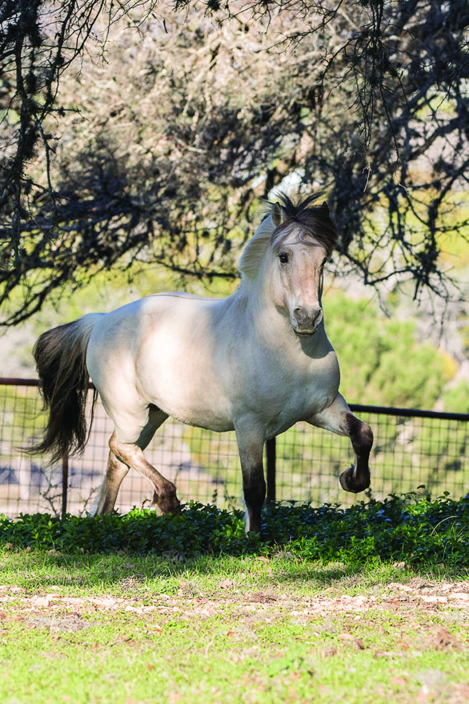 A Norwegian Fjord Horse trotting in a field