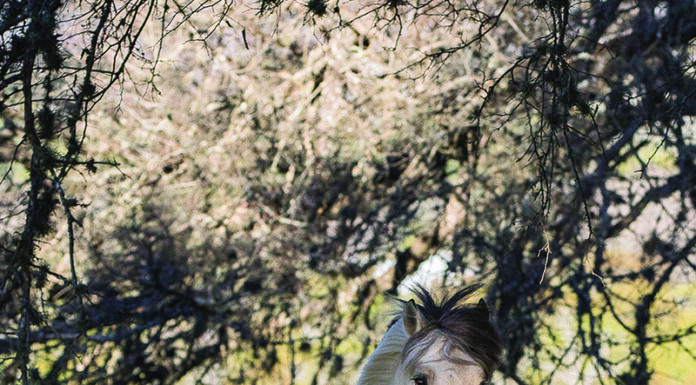 norwegian fjord horse