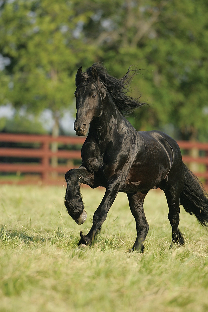A Friesian horse galloping.