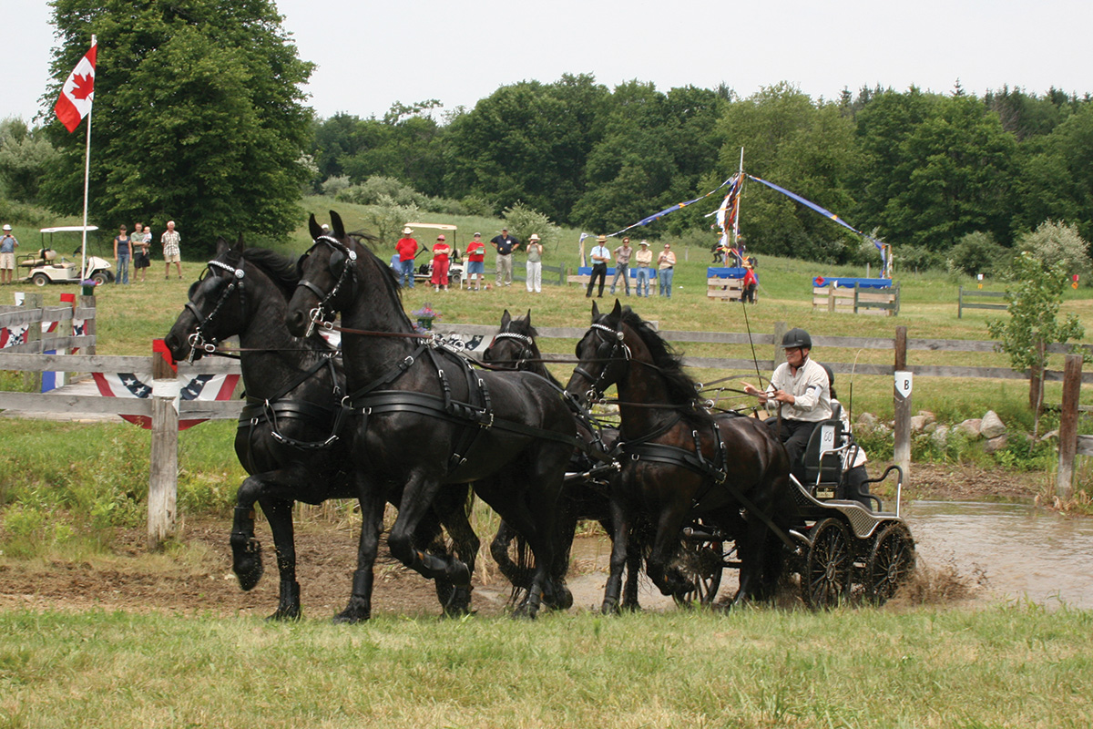 A team of Friesians compete in combined driving