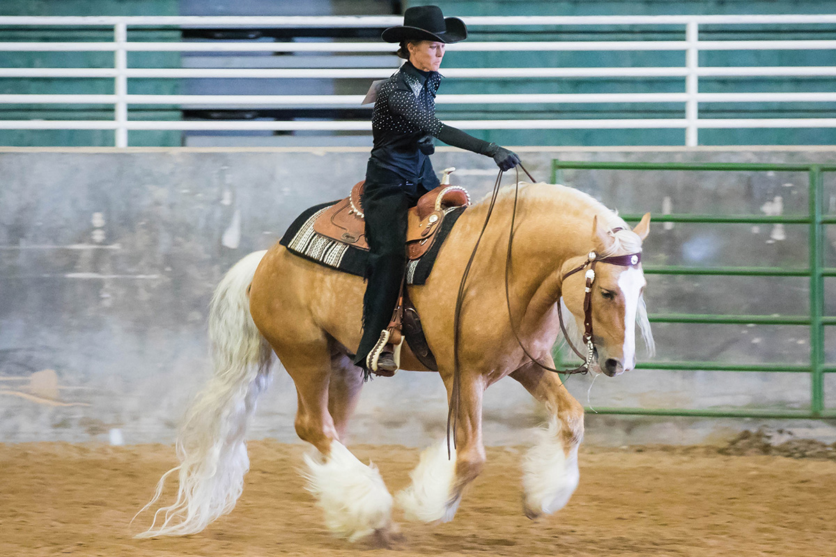 A palomino Gypsy Vanner competes in a Western event