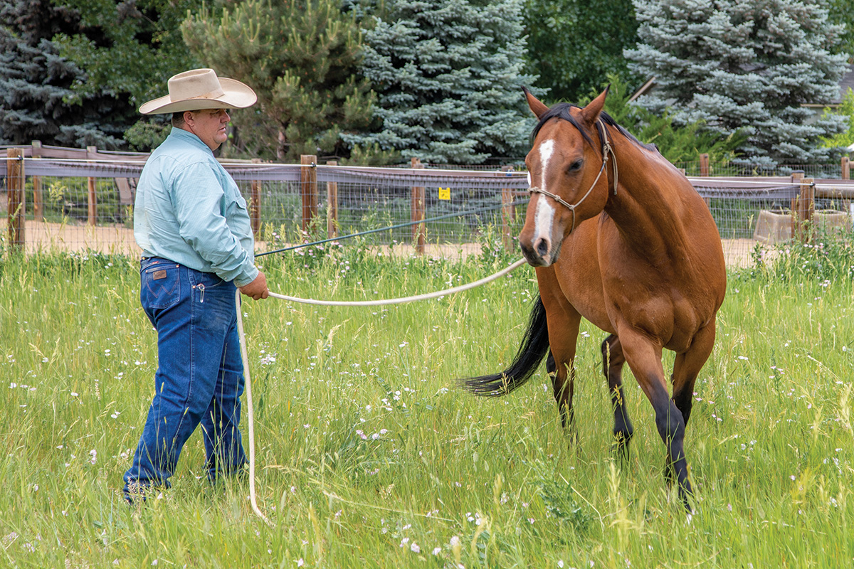 A horse trots around a man