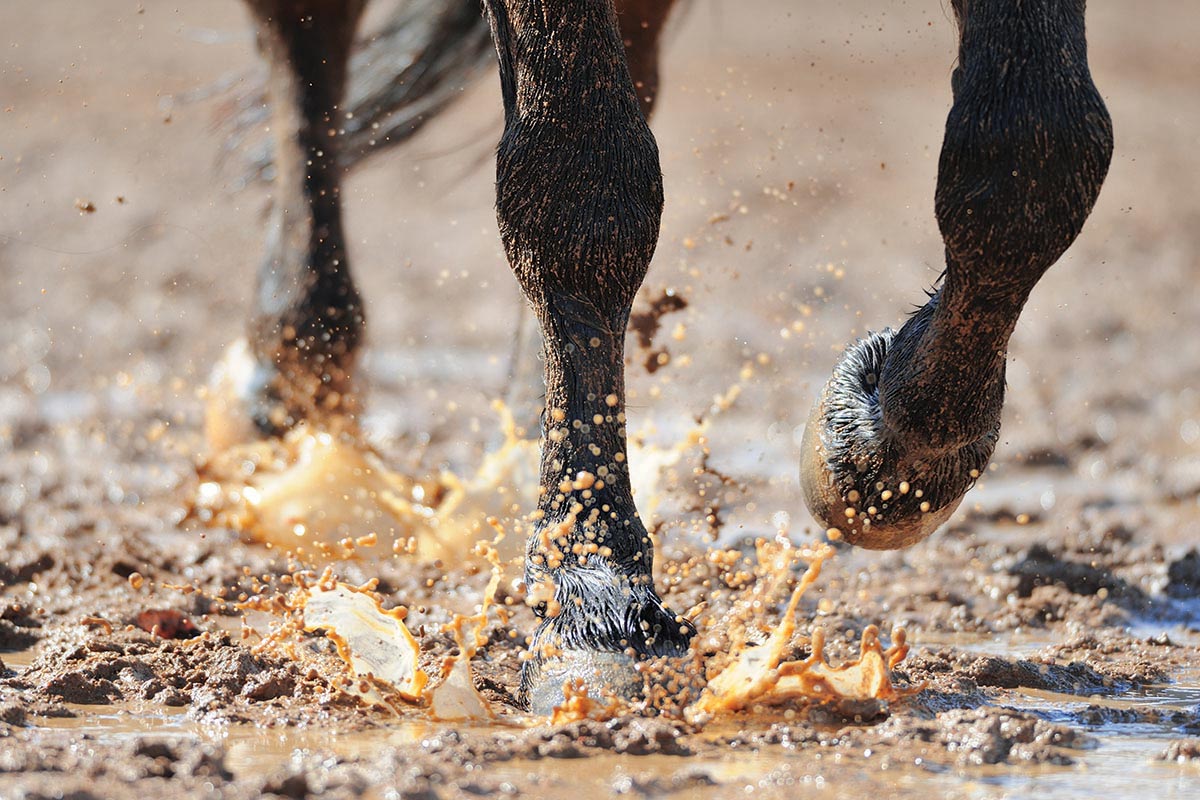 horse hoof crack