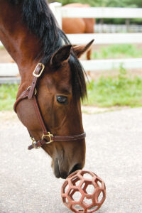 Horse is entertained by stall toy as a boredom solution