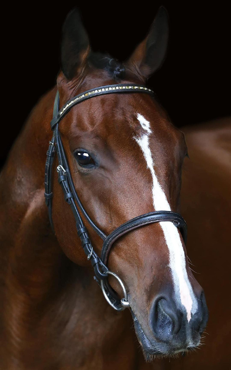 A headshot of a bay Thoroughbred gelding in an English bridle.