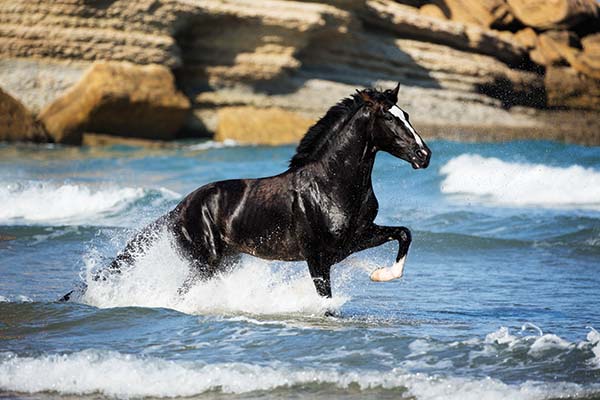 black horse in water