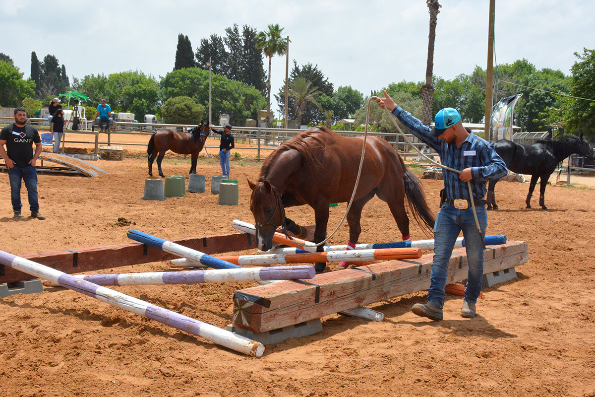 Training a horse on an obstacle