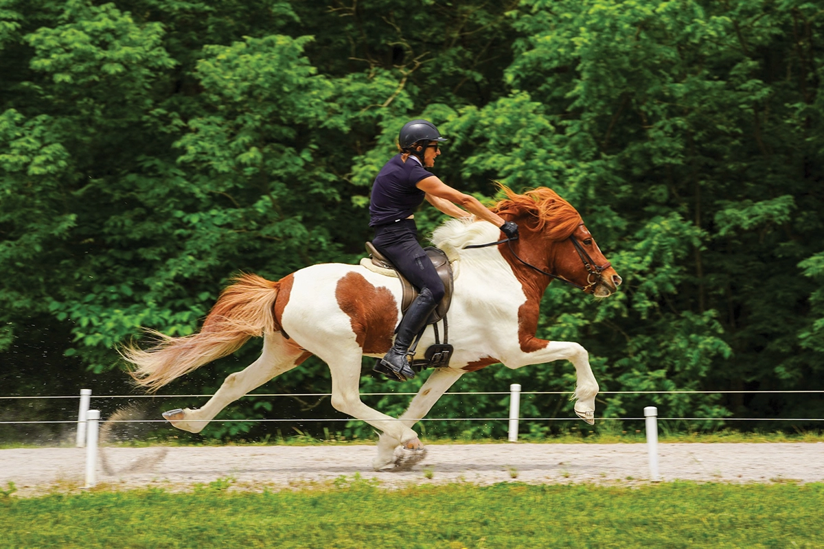 An Icelandic Horse performing the flying pace.
